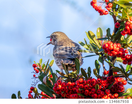 火棘和畫眉 134667938