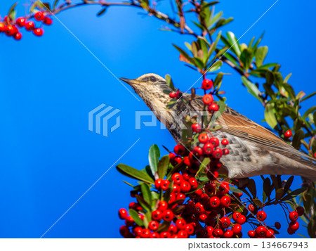 火棘和畫眉 134667943