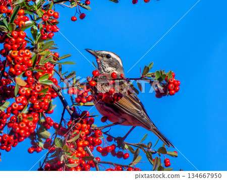 火棘和畫眉 134667950