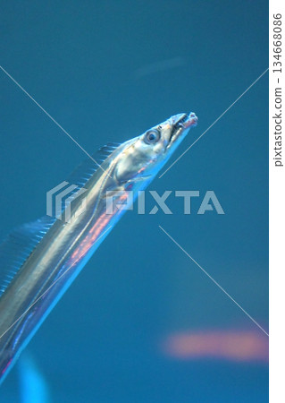 游泳帶魚 游泳帶魚 134668086