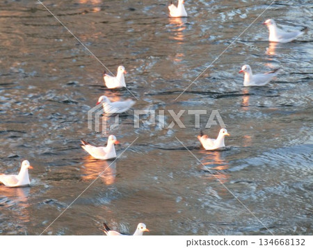 夕陽西下，花見川河口的黑頭鷗染成了紅色 134668132
