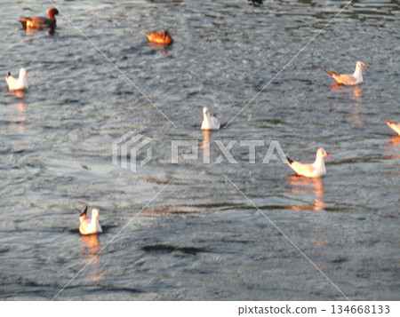 夕陽西下，花見川河口的黑頭鷗染成了紅色 134668133