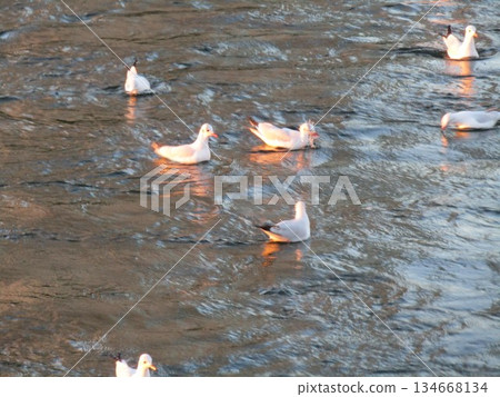 夕陽西下，花見川河口的黑頭鷗染成了紅色 134668134