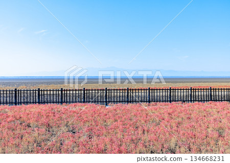 Autumn in Higashiyoga Coast, Saga City, Saga Prefecture Autumn in Higashiyoga Coast, Saga City, Saga Prefecture 134668231