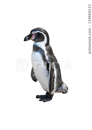 Humboldt Penguin standing upright in a clean side view highlighting smooth flippers and classic black and white body isolated on white background 134668233