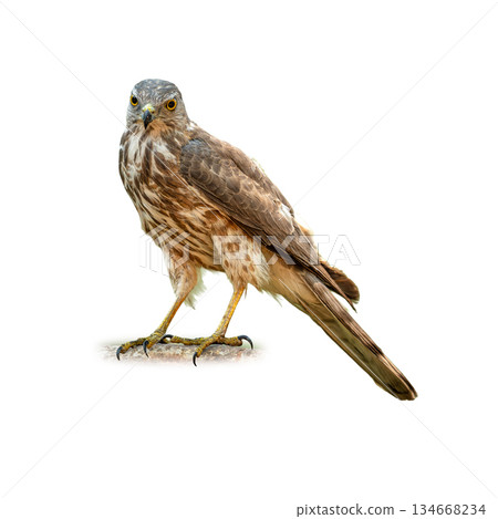 Shikra perched alert on a rock showing sharp yellow eyes hooked beak and slender raptor form isolated on white background 134668234