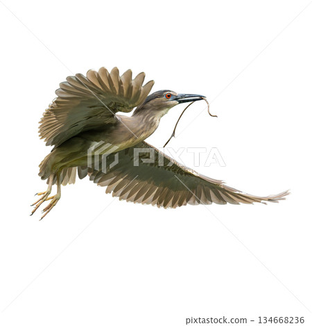 Black-Crowned Night Heron flying with wings fully spread while holding nest material in its beak isolated on a white background Black-Crowned Night Heron flying with wings fully spread while holding nest material in its beak isolated on a white background 134668236