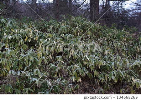 冬季,長野縣白樺高原頂部沒有樹木,強風會吹走積雪,形成蕭瑟的景象,幾乎沒有積雪。 冬季,長野縣白樺高原頂部沒有樹木,強風會吹走積雪,形成蕭瑟的景象,幾乎沒有積雪。 134668269