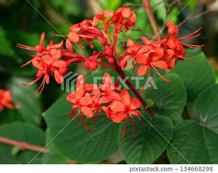 唇形科植物的紅色花朵,爪哇烏頭(Aconite javanica) 唇形科植物的紅色花朵,爪哇烏頭(Aconite javanica) 134668298