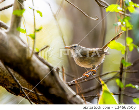 Ugis堅持分支 134668506