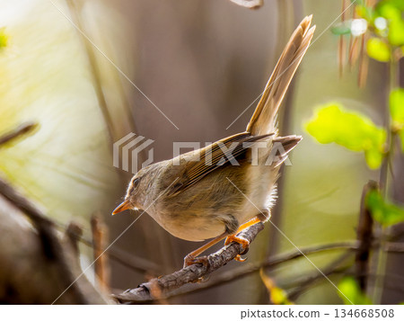 Ugis堅持分支 Ugis堅持分支 134668508