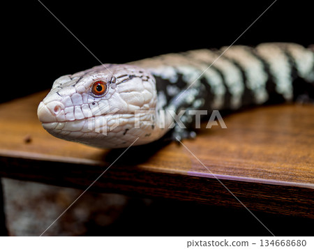 Aodita Lizard 134668680