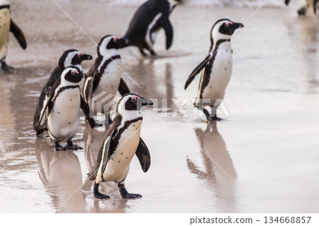 Penguins at Boulder Beach 134668857