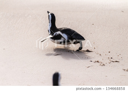 Penguins at Boulder Beach 134668858
