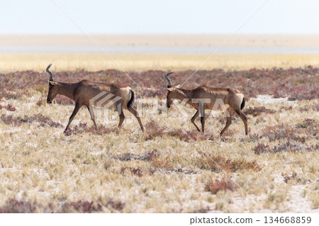Two red harte beesten in Etosha 134668859