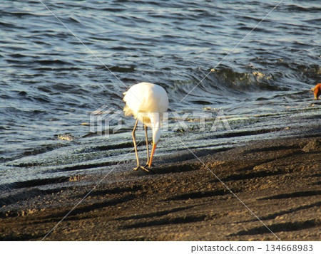 A large white heron (Great Egret) bathed in the sunset on the bank of Kemigawahama A large white heron (Great Egret) bathed in the sunset on the bank of Kemigawahama 134668983