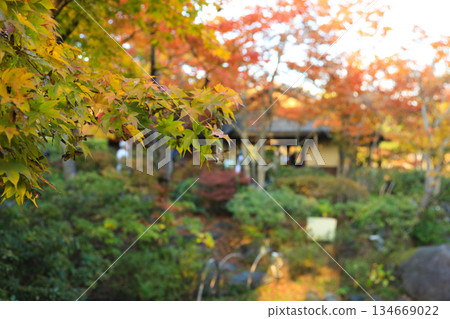 Landscape with autumn leaves 134669022