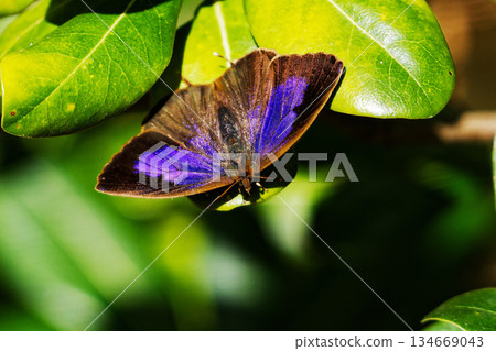 狼科 Murasakijimi♀ 134669043