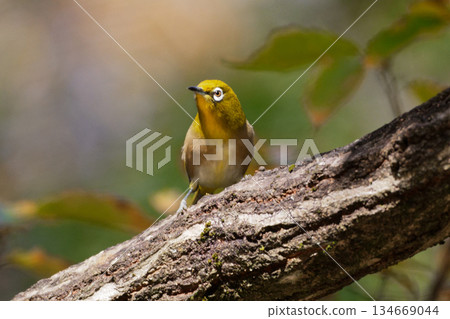 Stick to the branches Stick to the branches 134669044