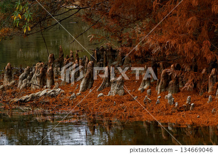 Fallen bald cypress trees near the water 134669046