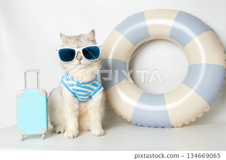 Stylish cat in sunglasses with suitcase and lifebuoy ready for vacation 134669065