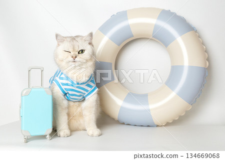 White cat wink in striped shirt with suitcase and lifebuoy against white background 134669068