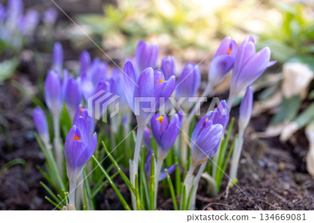 Blooming purple crocuses in springtime garden with soft sunlight 134669081