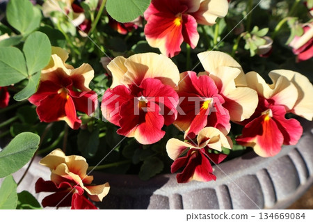 雙色堇和三葉草種植園 雙色堇和三葉草種植園 134669084
