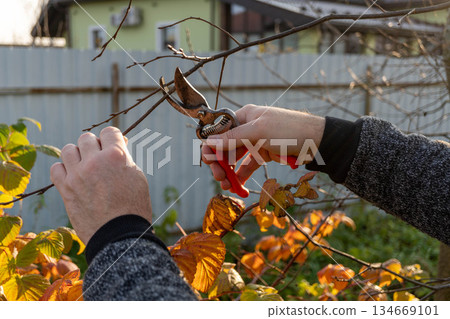 Caucasian adult pruning plants with garden shears in autumn garden 134669101