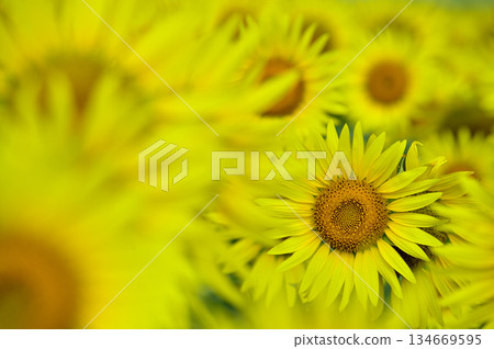 Speaking of summer sunflower Speaking of summer sunflower 134669595