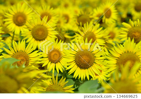 說到夏天的向日葵 134669625
