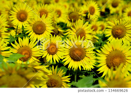說到夏天的向日葵 134669626