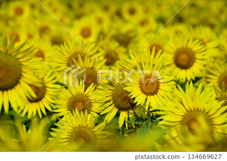 說到夏天的向日葵 134669627