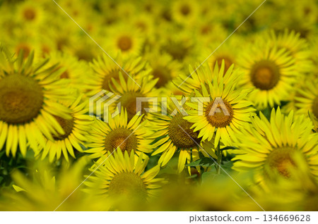 說到夏天的向日葵 134669628