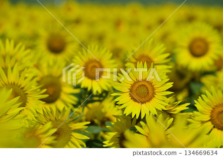 說到夏天的向日葵 134669634