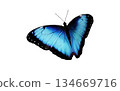 beautiful butterfly isolated on white 134669716