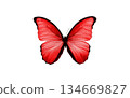 red butterfly isolated on white 134669827