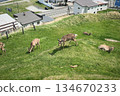 一群野生蝦夷鹿在宗谷岬天文台的山坡上吃草 134670233