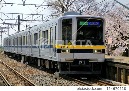 Admiring the cherry blossoms... The 20400 series, which has retired from the Hibiya Line and is now active in a new world Admiring the cherry blossoms... The 20400 series, which has retired from the Hibiya Line and is now active in a new world 134670318