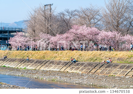 [Kanagawa Prefecture] Spring cherry blossoms blooming on Haruki-michi in Minamiashigara City 134670538