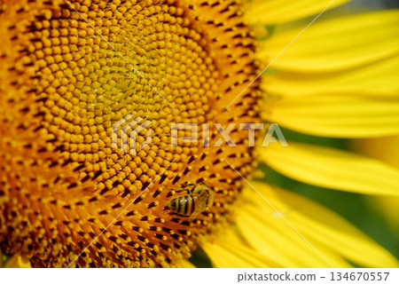 夏天的花朵向日葵和蜜蜂 夏天的花朵向日葵和蜜蜂 134670557