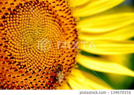 夏天的花朵向日葵和蜜蜂 夏天的花朵向日葵和蜜蜂 134670558