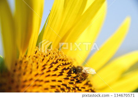 Summer flowers sunflower and bee Summer flowers sunflower and bee 134670571