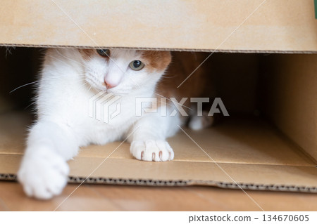 Cat in a cardboard box, brown tabby and white Cat in a cardboard box, brown tabby and white 134670605