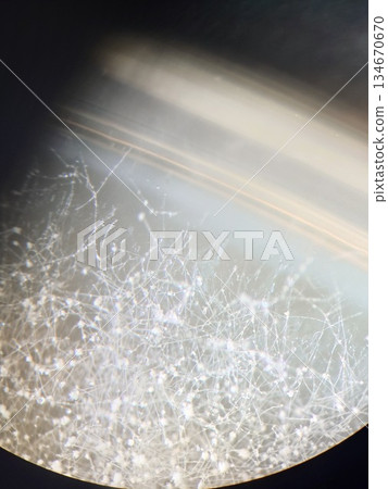 Aspergillus spreading on the edge of a petri dish Aspergillus spreading on the edge of a petri dish 134670670