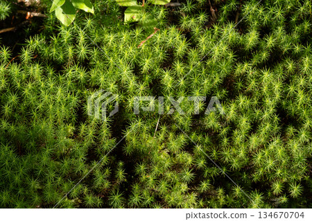用微距鏡頭拍攝蓬鬆的苔蘚 用微距鏡頭拍攝蓬鬆的苔蘚 134670704