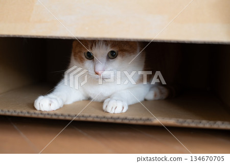 紙箱裡的貓棕色虎斑白色 紙箱裡的貓棕色虎斑白色 134670705