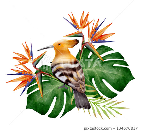 Watercolor Hoopoe and Tropical Strelitzia 134670817