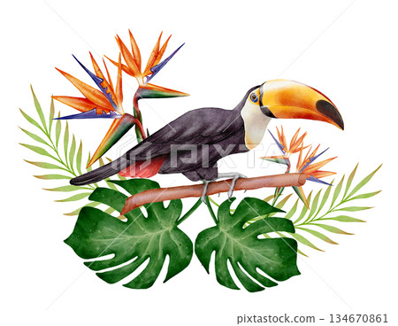 Watercolor Tropical Toucan 134670861