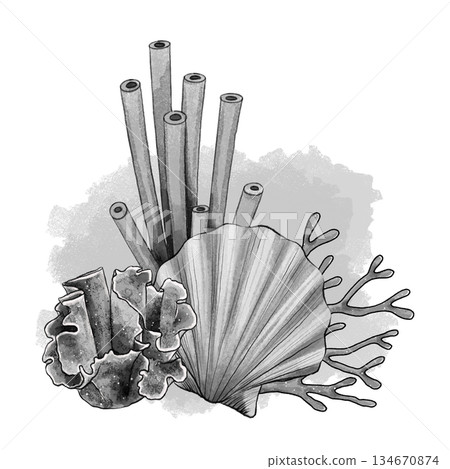 Black and white seashell with coral and sponges 134670874